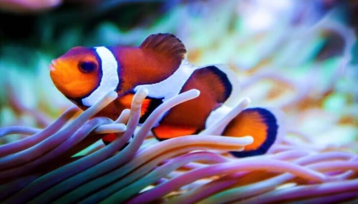 Clownfish Beta 3